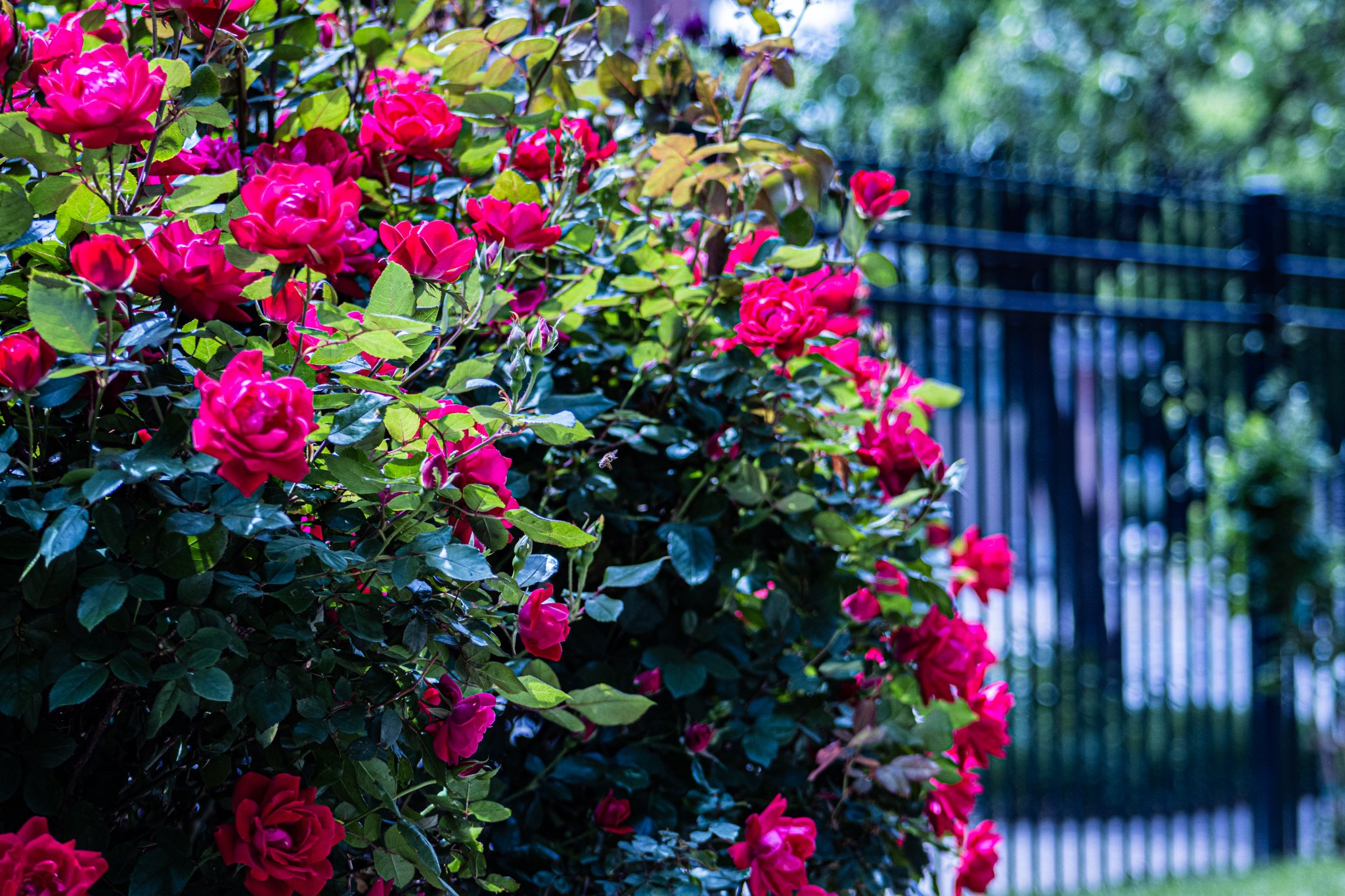 Garden tour photography.